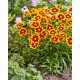 Coreopsis ‘Solar Iewel’ - Nagyfeszkü Menyecskeszem