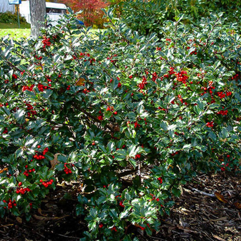 Ilex meservae ‘Blue Prince’ – örökzöld magyal