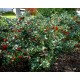Ilex meservae ‘Blue Prince’ – örökzöld magyal