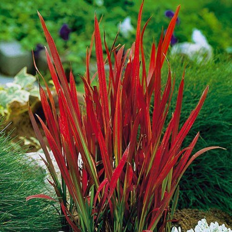 Piros alangfű - Imperata cylindrica 'Red Baron'