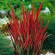 Piros alangfű - Imperata cylindrica 'Red Baron'
