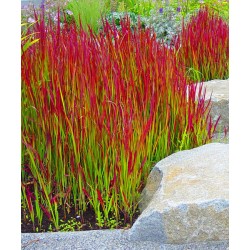 Piros alangfű - Imperata cylindrica 'Red Baron'