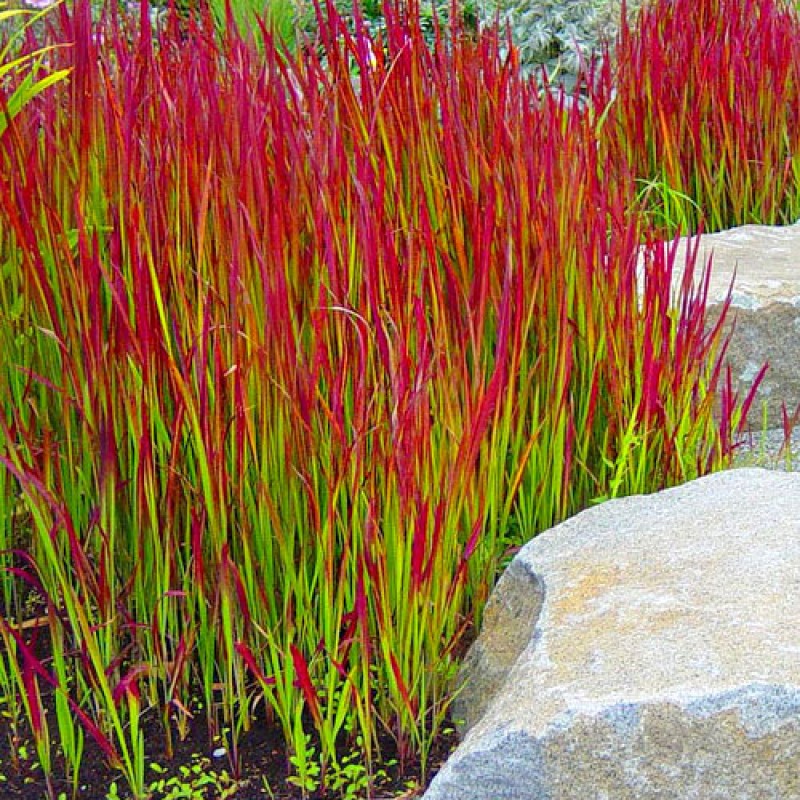Piros alangfű - Imperata cylindrica 'Red Baron'