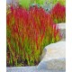 Piros alangfű - Imperata cylindrica 'Red Baron'