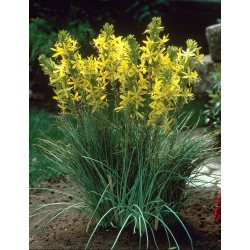 Asphodeline lutea - sárga virágoszlop