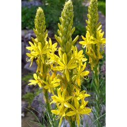 Asphodeline lutea - sárga virágoszlop