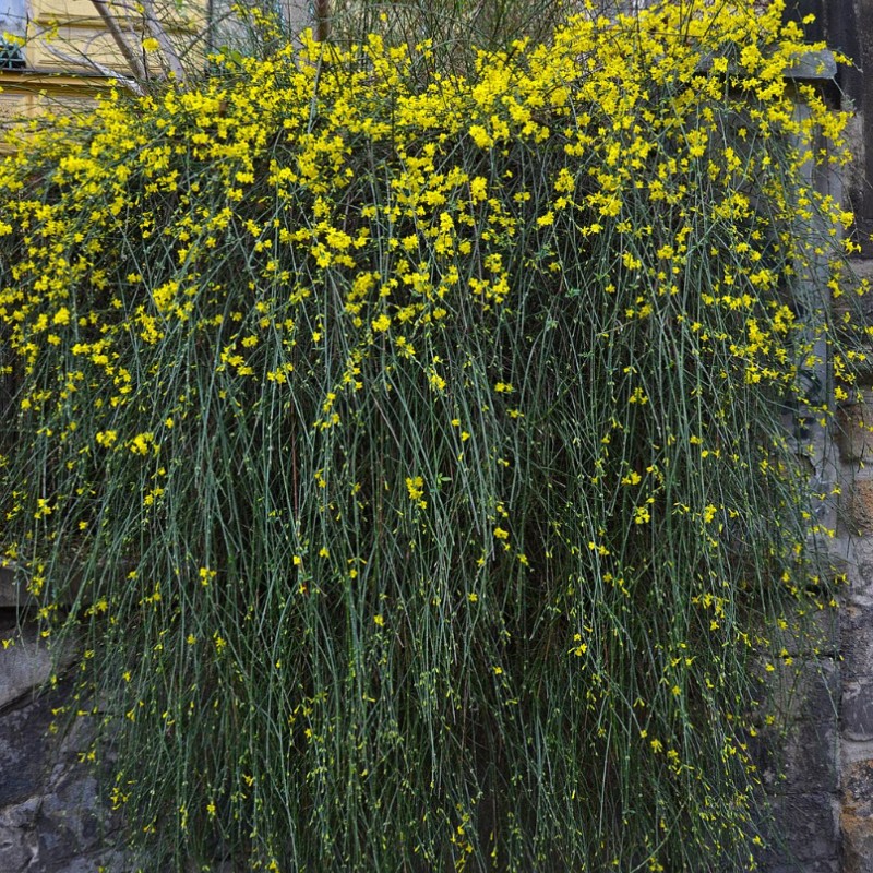 Jasminum nudiflorum - Téli jázmin