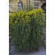 Jasminum nudiflorum - Téli jázmin