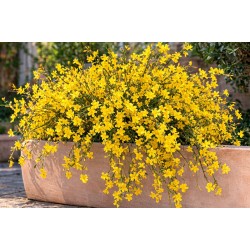 Jasminum nudiflorum - Téli jázmin