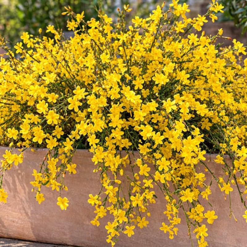 Jasminum nudiflorum - Téli jázmin