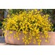 Jasminum nudiflorum - Téli jázmin