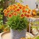 Coreopsis ‘Solar Iewel’ - Nagyfeszkü Menyecskeszem