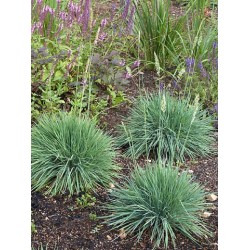 Deres fényperje Koeleria glauca