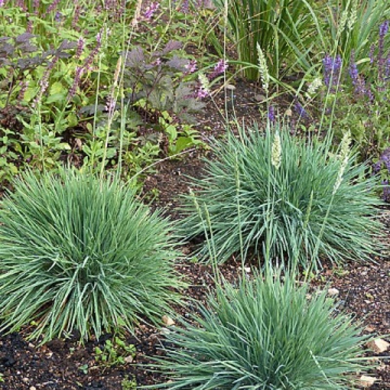 Deres fényperje Koeleria glauca