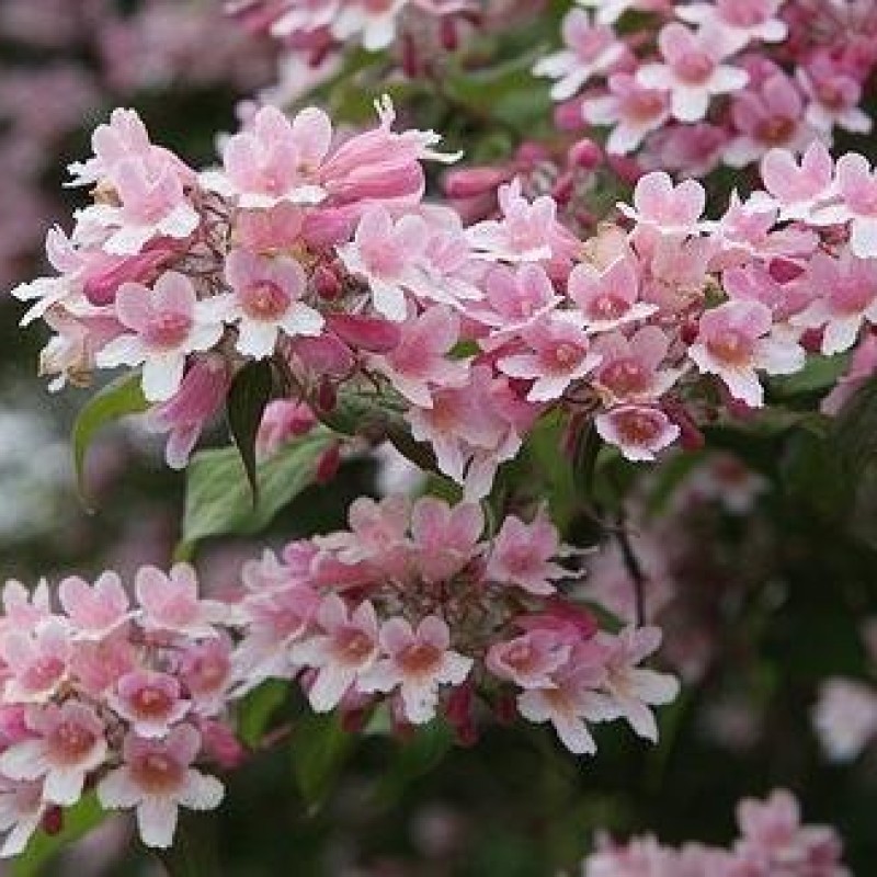 Kolkwitzia amabilis - Virágloncról