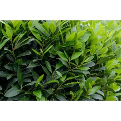 Laurus nobilis – Babér (nemes babér)