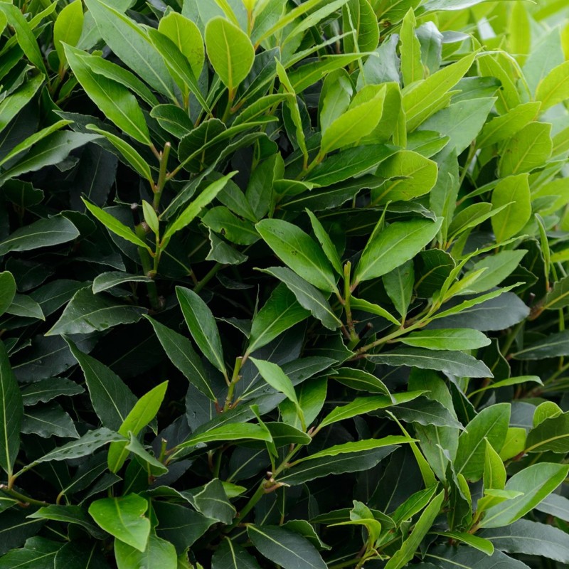 Laurus nobilis – Babér (nemes babér)