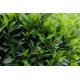Laurus nobilis – Babér (nemes babér)