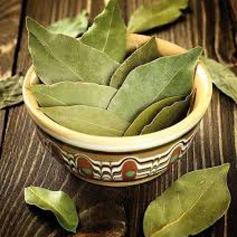 Laurus nobilis – Babér (nemes babér)