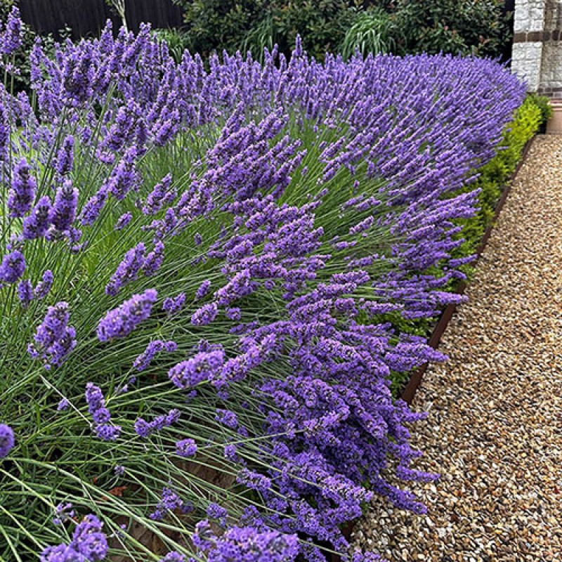 Lavandula x intermedia 'Phenomenal' - Lila Levendula
