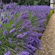 Lavandula x intermedia 'Phenomenal' - Lila Levendula