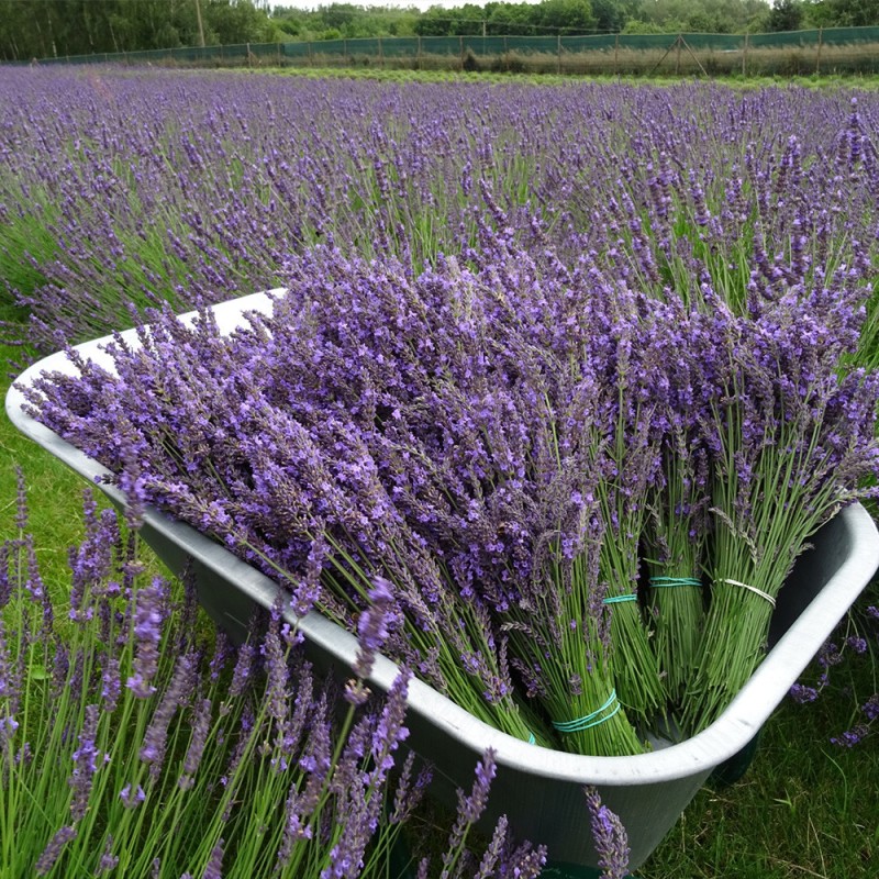 Lavandula x intermedia 'Phenomenal' - Lila Levendula