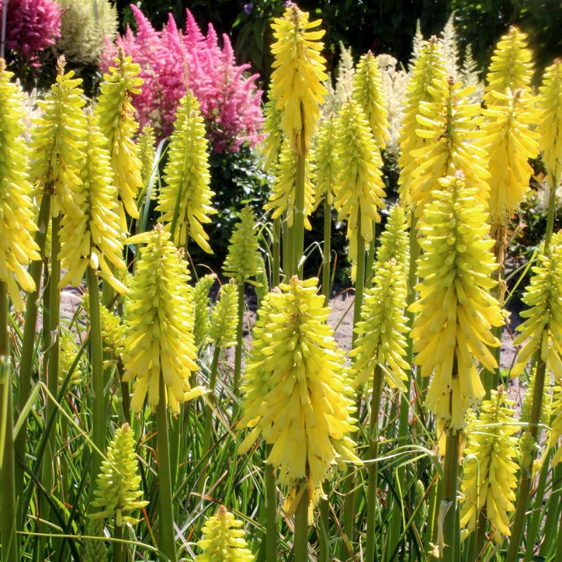 Kniphofia ‘Lemon Popsicle’ - Fáklyaliliom