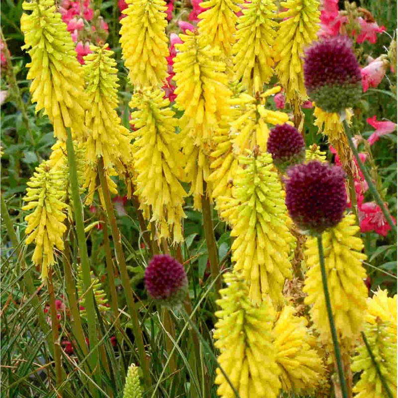 Kniphofia ‘Lemon Popsicle’ - Fáklyaliliom