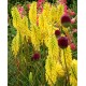 Kniphofia ‘Lemon Popsicle’ - Fáklyaliliom