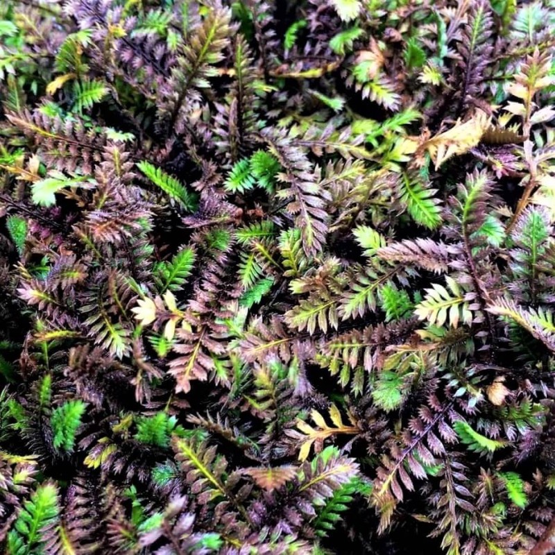 Leptinella squalida ‘Platt’s Black’ - Barna Lugvirág