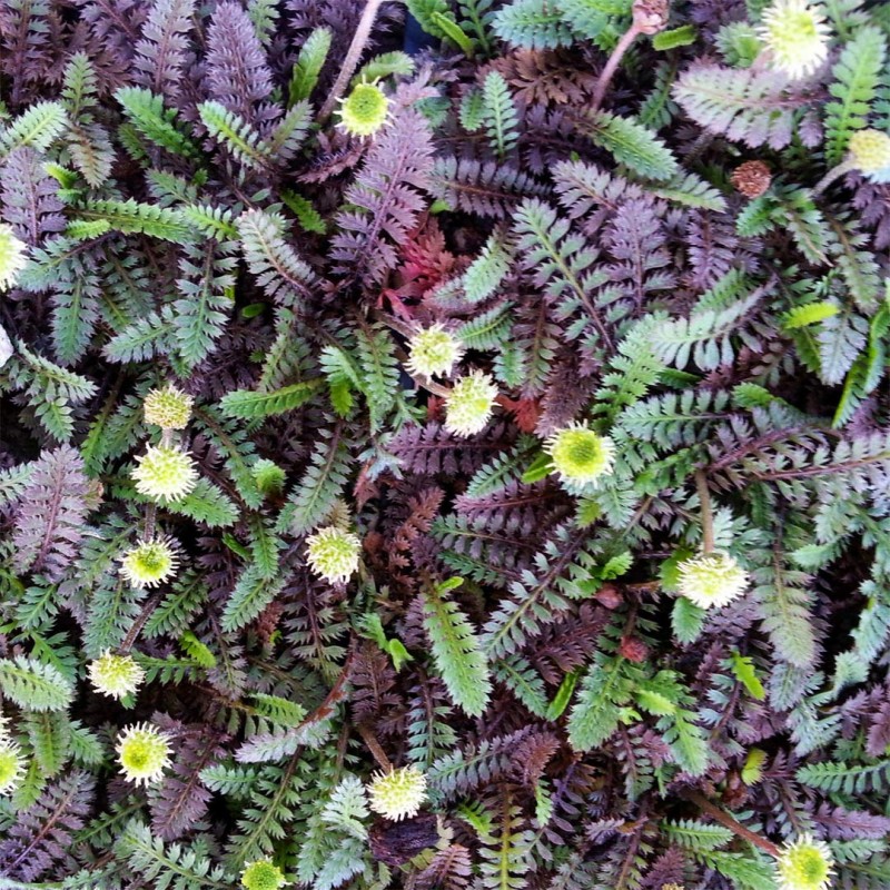 Leptinella squalida ‘Platt’s Black’ - Barna Lugvirág