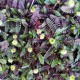 Leptinella squalida ‘Platt’s Black’ - Barna Lugvirág