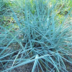 Leymus arenarius 'Blue Dune' – Homoki hajperje