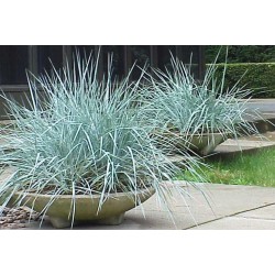 Leymus arenarius 'Blue Dune' – Homoki hajperje