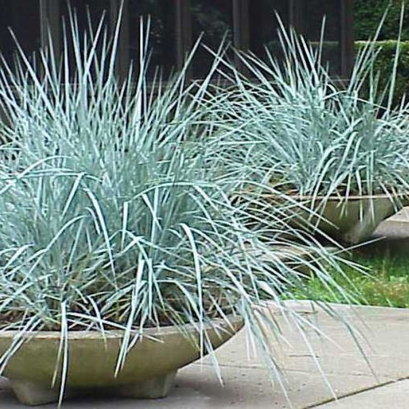 Leymus arenarius 'Blue Dune' – Homoki hajperje