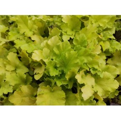 Heuchera Lime Marmalade – Tűzeső