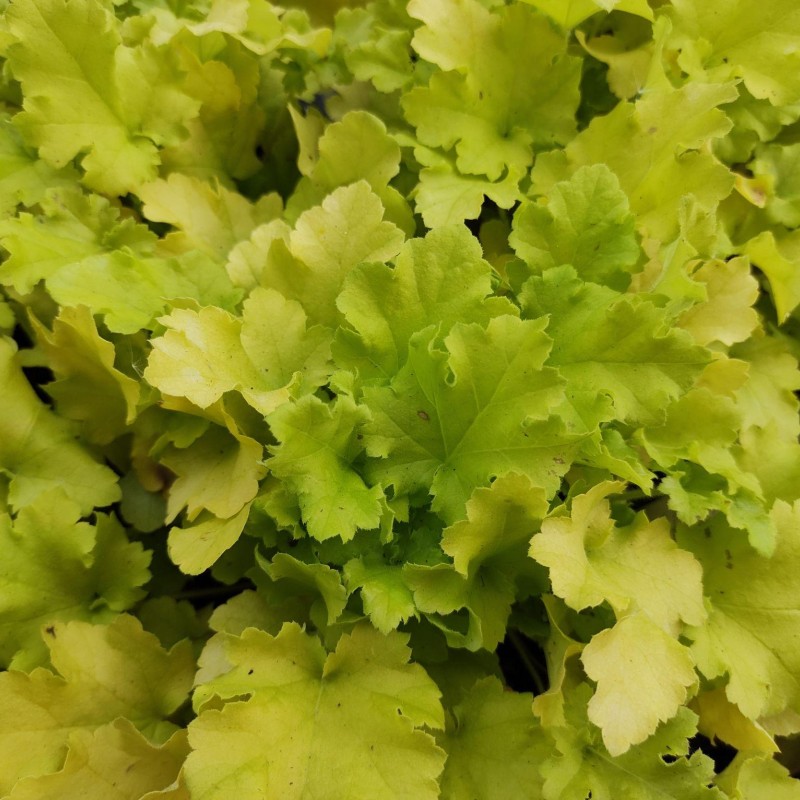 Heuchera Lime Marmalade – Tűzeső