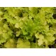 Heuchera Lime Marmalade – Tűzeső