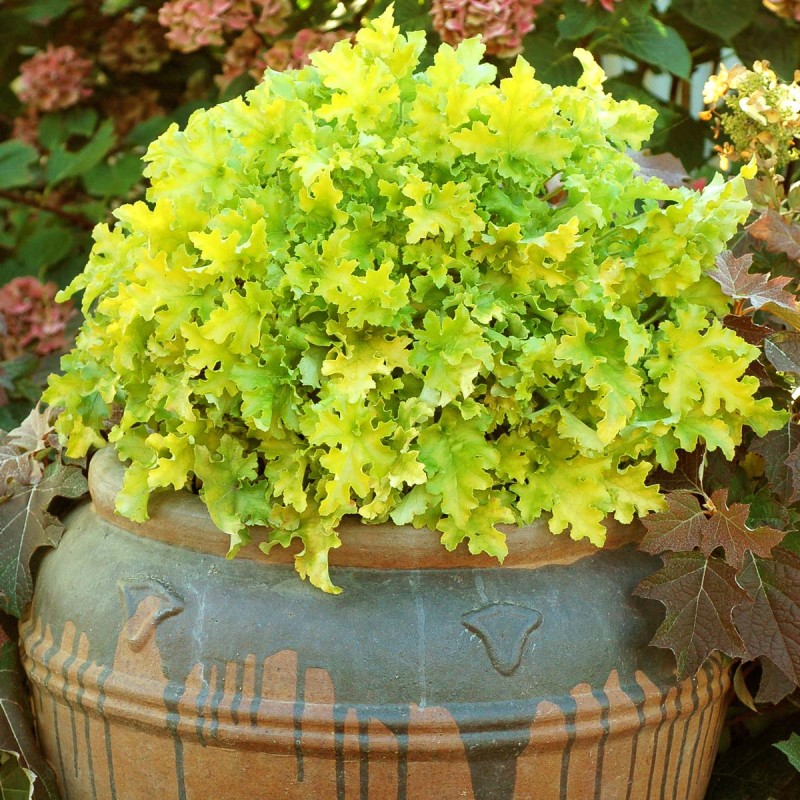 Heuchera Lime Marmalade – Tűzeső