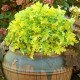 Heuchera Lime Marmalade – Tűzeső