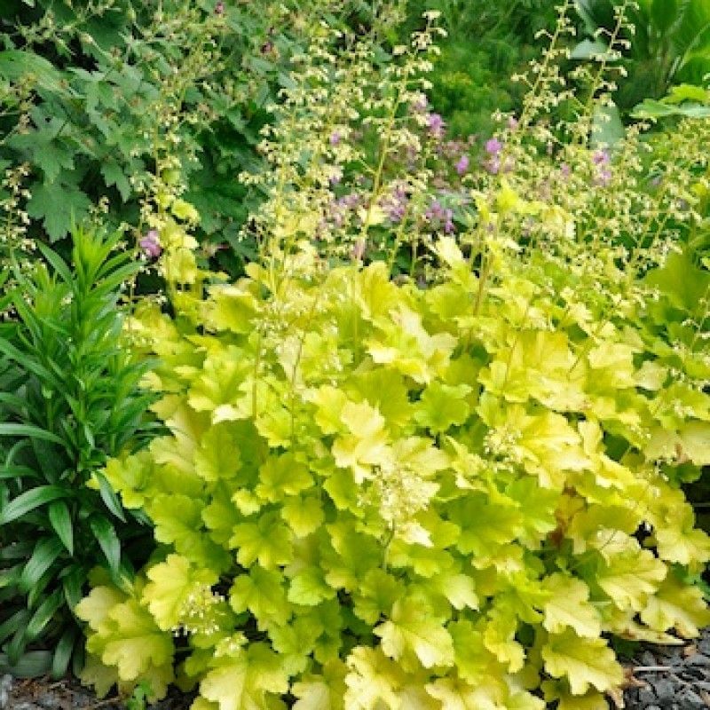 Heuchera Lime Marmalade – Tűzeső