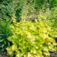 Heuchera Lime Marmalade – Tűzeső