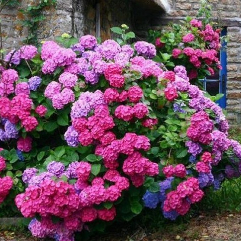 Hydrangea macrophylla "BOUQUETE ROSE" - kerti hortenzia