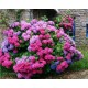 Hydrangea macrophylla "BOUQUETE ROSE" - kerti hortenzia