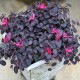 Loropetalum chinense 'Fire Dance' - Kínai rojtosvirág