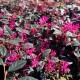 Loropetalum chinense 'Fire Dance' - Kínai rojtosvirág