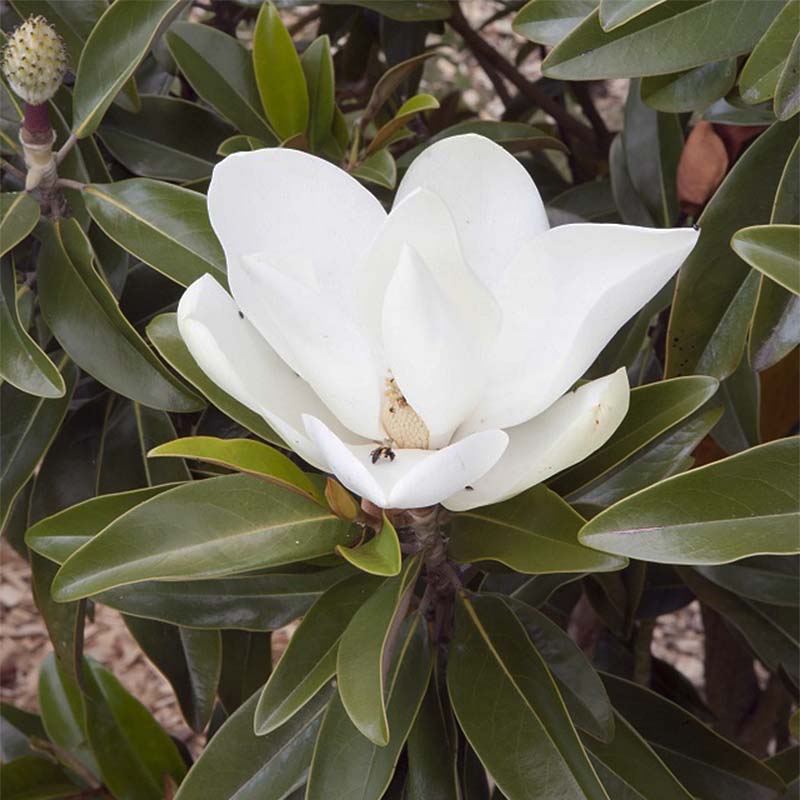 Magnolia ‘Alta’  - Örökzöld magnolia 
