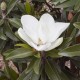 Magnolia ‘Alta’  - Örökzöld magnolia 