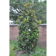 Magnolia ‘Alta’  - Örökzöld magnolia 