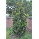 Magnolia ‘Alta’  - Örökzöld magnolia 